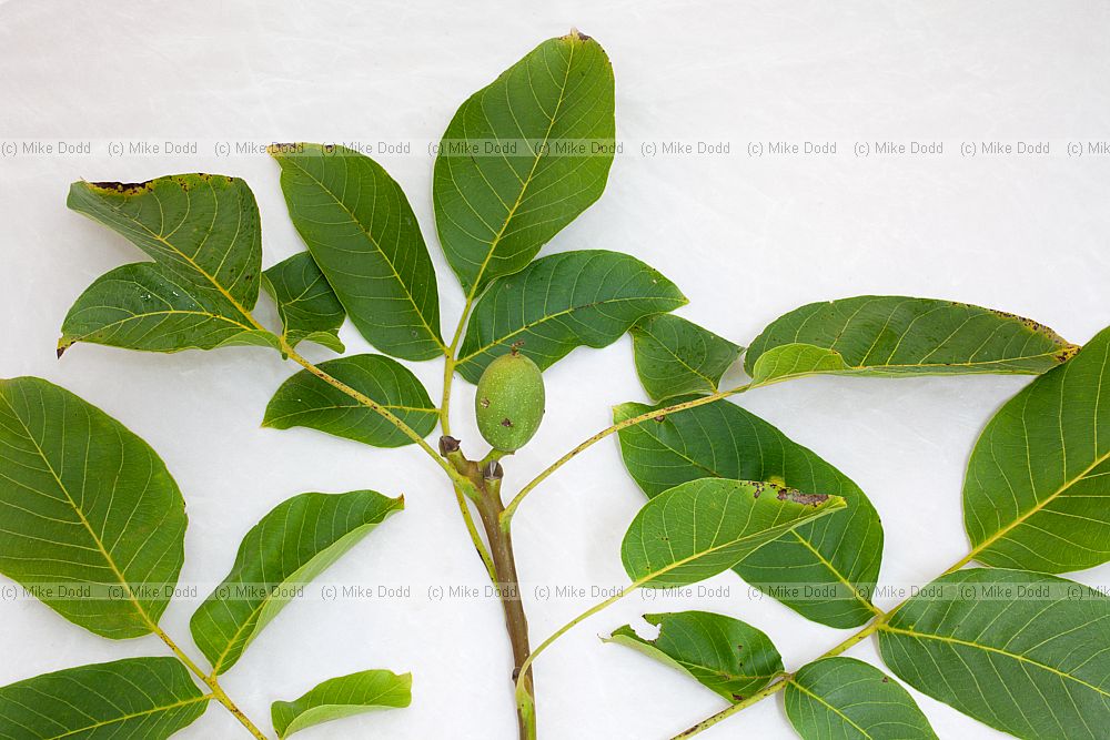 Juglans regia Common Walnut