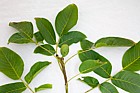 Juglans regia Common Walnut