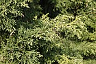 Juniperus chinensis