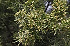 Juniperus chinensis 'Aurea'