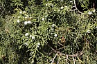 Juniperus chinensis 'Keteleerii' Chinese Juniper cv