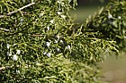 Juniperus chinensis 'Reevesiana'