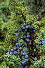 Juniperus communis Juniper