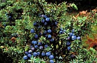 Juniperus communis Juniper