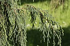 Juniperus coxii