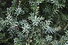 Juniperus drupacea
