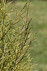 Juniperus virginiana var silicicola