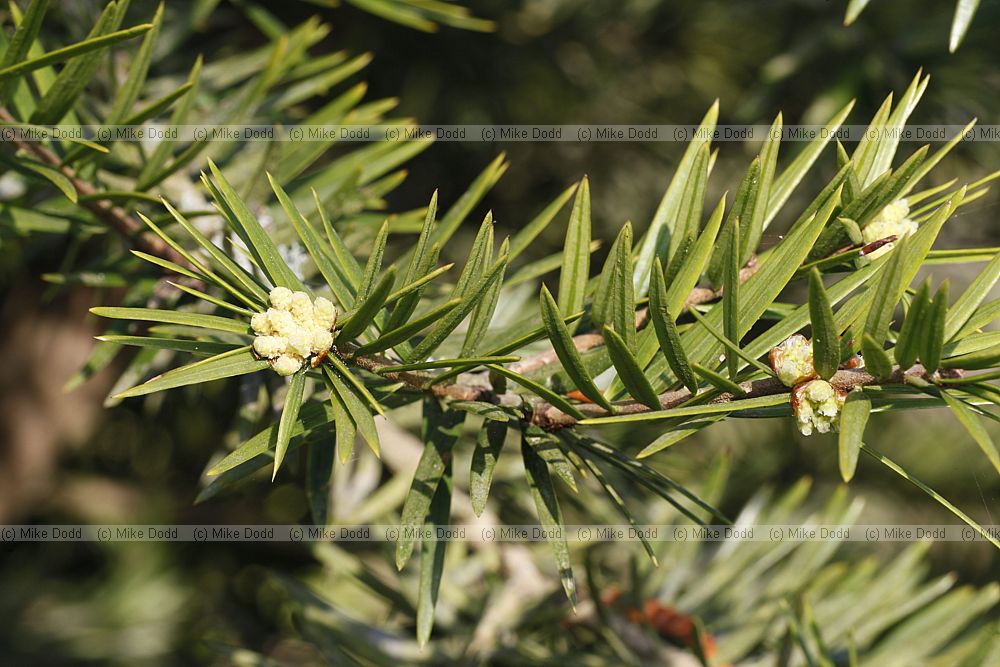 Keteleeria davidiana