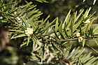 Keteleeria davidiana