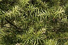 Keteleeria davidiana var davidiana