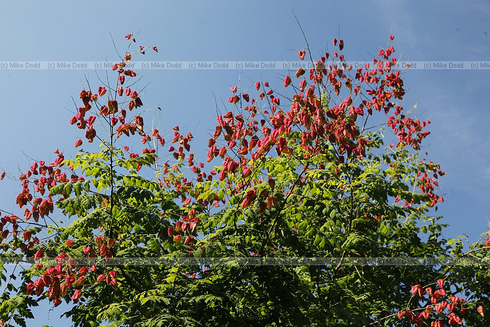 Koelreuteria paniculata Golden Rain Tree