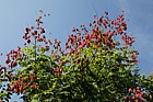 Koelreuteria paniculata Golden Rain Tree