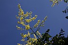 Koelreuteria paniculata Golden Rain Tree