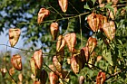 Koelreuteria paniculata Golden rain tree