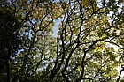 Koelreuteria paniculata Goldenrain Tree