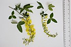 Laburnum anagyroides Common Laburnum