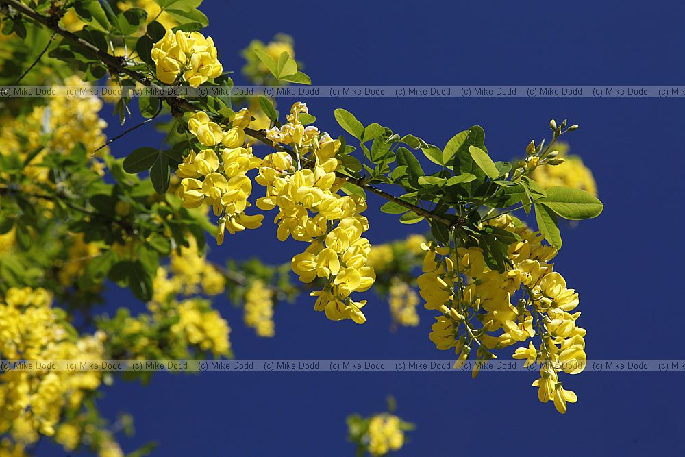 Laburnum anagyroides Common laburnum