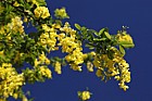Laburnum anagyroides Common laburnum