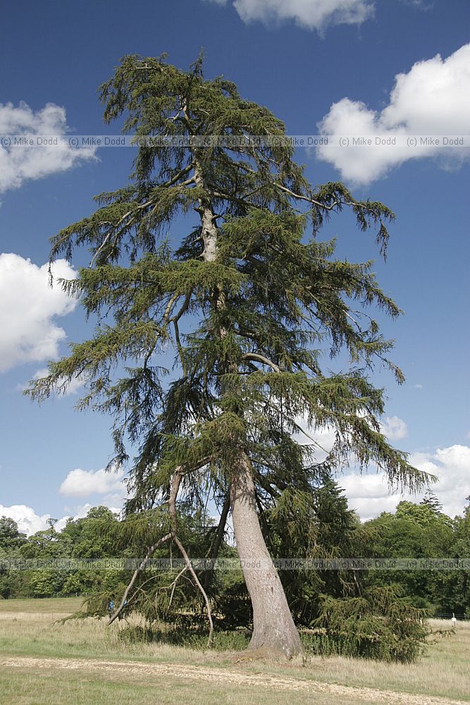 Larix sp Larch