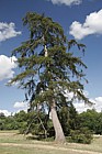 Larix sp Larch