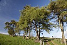 Larix sp Larch