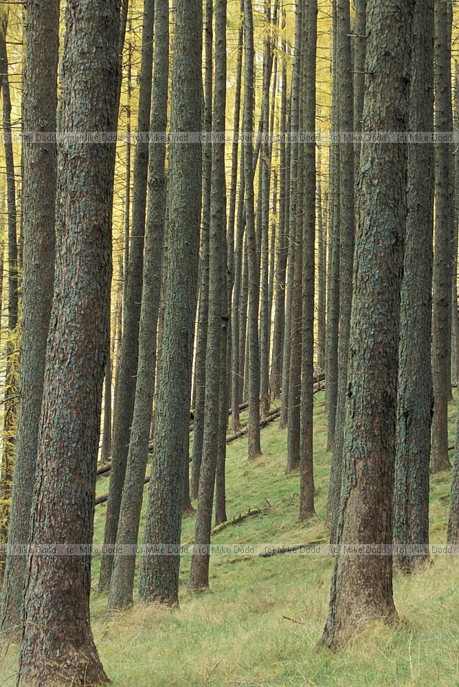 Larix sp. Larch