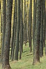 Larix sp. Larch