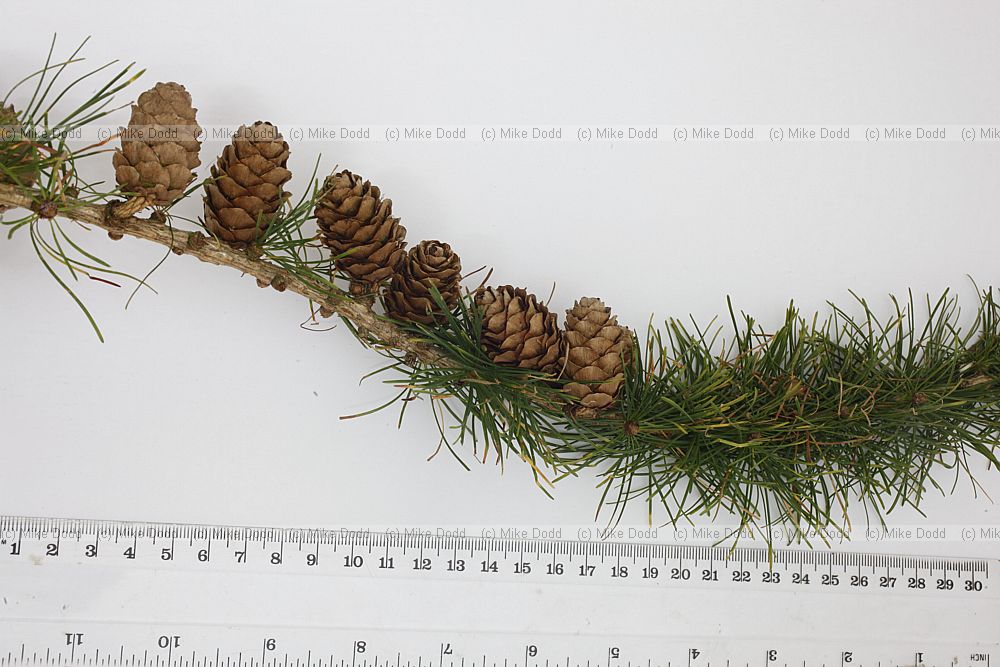 Larix decidua European Larch