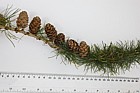 Larix decidua European Larch