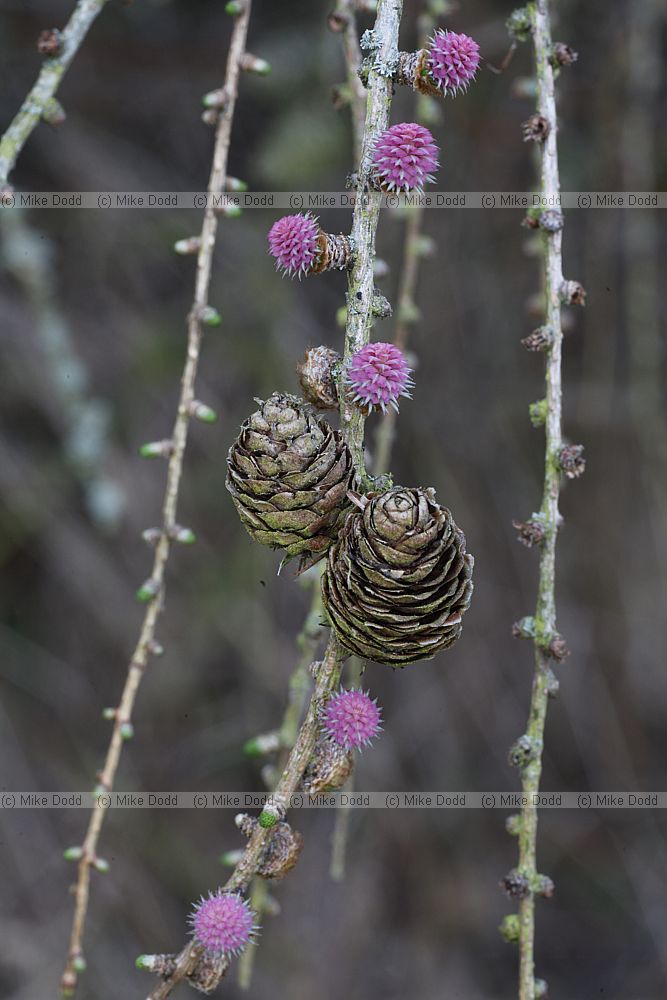 Larix decidua European Larch