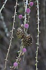 Larix decidua European Larch