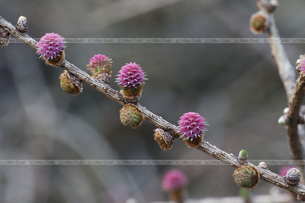 Larix decidua European Larch