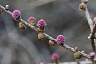 Larix decidua European Larch