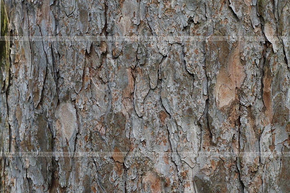 Larix decidua European Larch