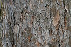 Larix decidua European Larch