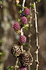 Larix decidua European Larch