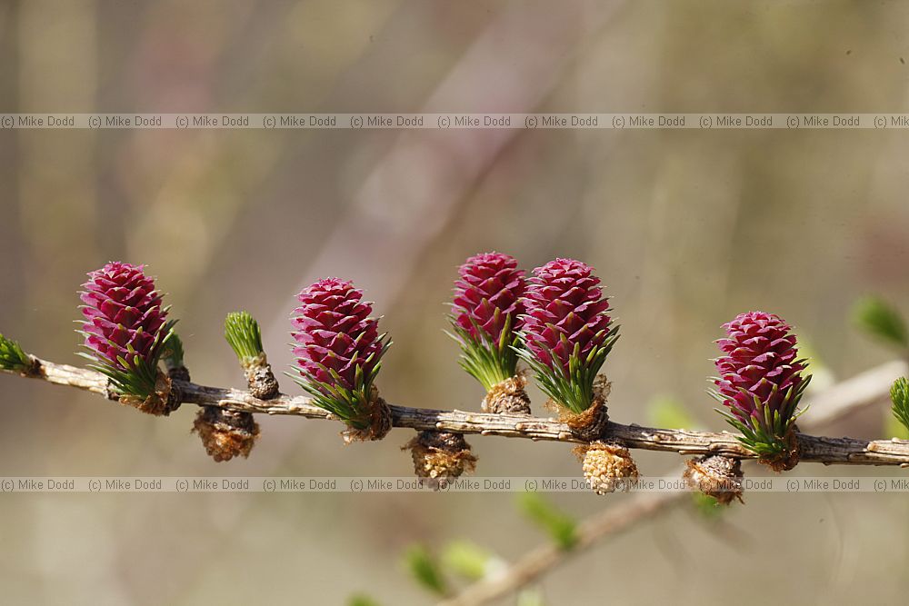 Larix decidua European Larch