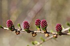 Larix decidua European Larch