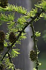 Larix gmelinii var olgensis
