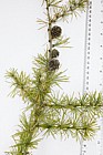 Larix kaempferi Japanese Larch