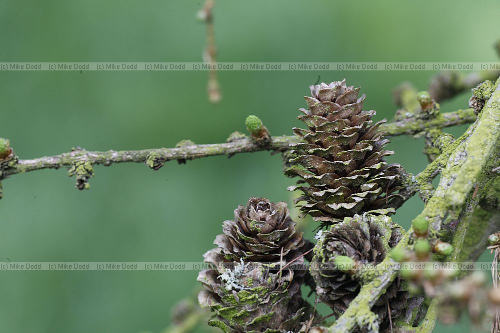 Larix x eurolepis Hybrid Larch