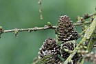 Larix x eurolepis Hybrid Larch