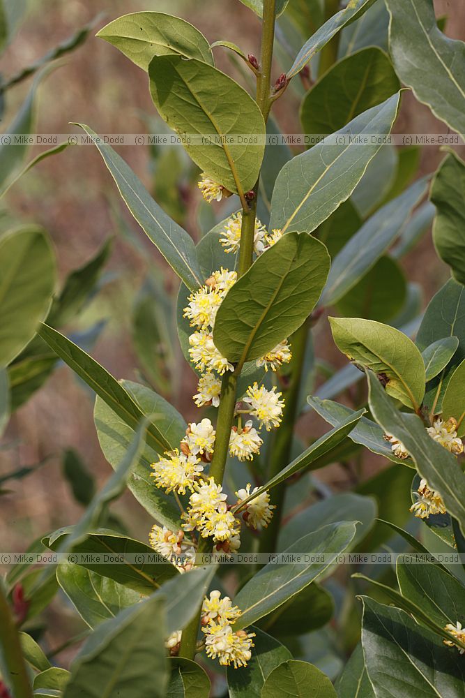 Laurus nobilis Bay laurel