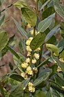 Laurus nobilis Bay laurel