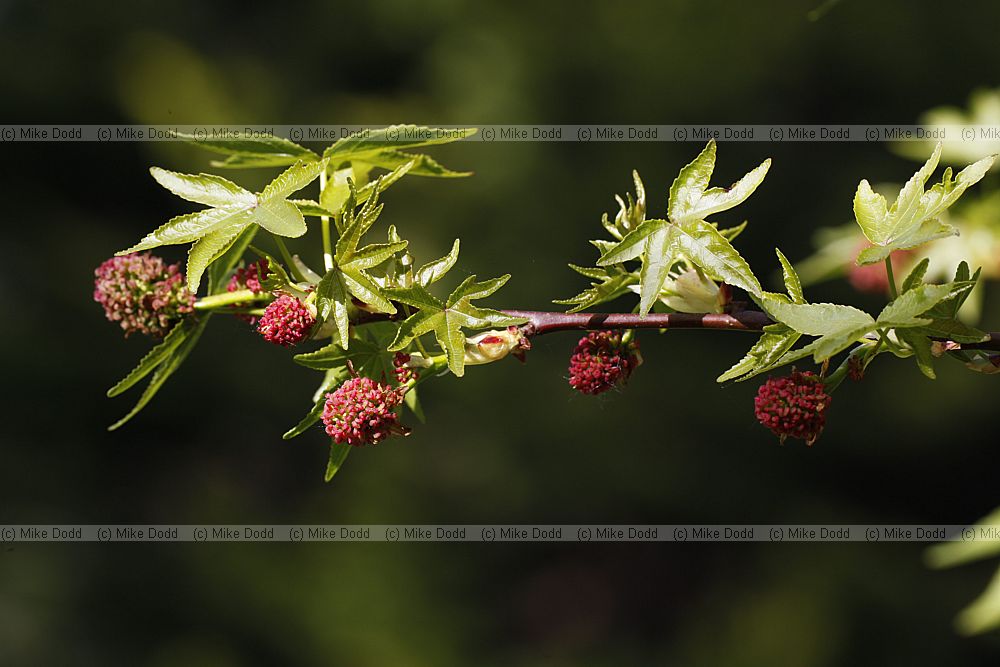 Liquidambar orientalis Oriental Sweetgum