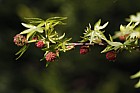 Liquidambar orientalis Oriental Sweetgum