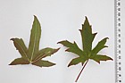 Liquidambar orientalis Oriental Sweet Gum (?)