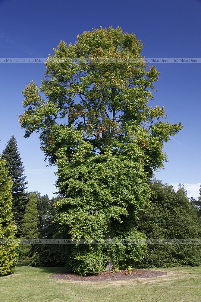 Liquidambar styraciflua
