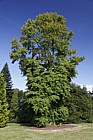 Liquidambar styraciflua