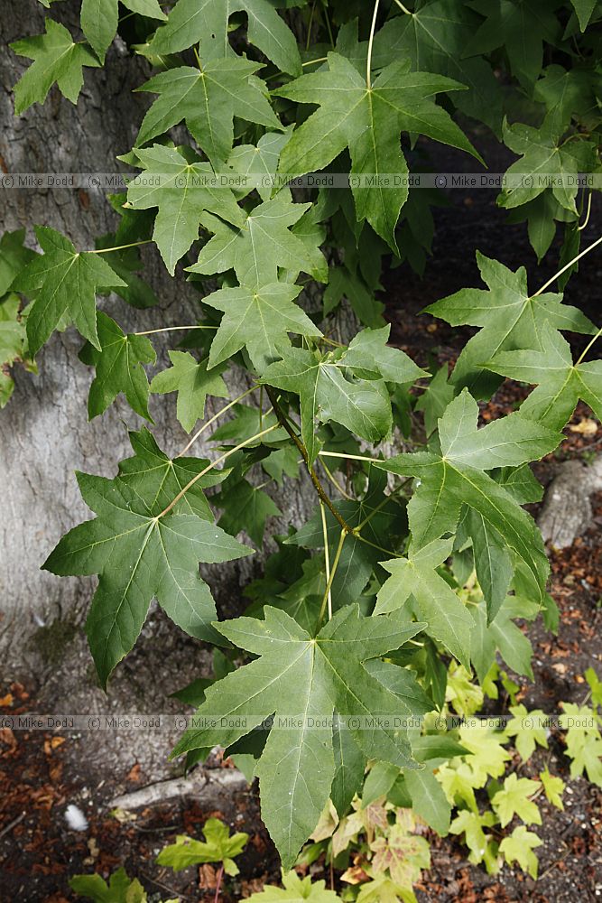 Liquidambar styraciflua